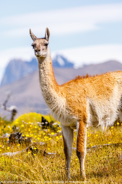 Guanaco in the Torres del Paine National Park Picture Board by Graham Prentice