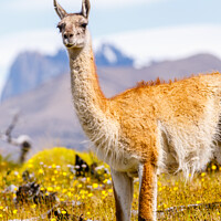 Buy canvas prints of Guanaco in the Torres del Paine National Park by Graham Prentice