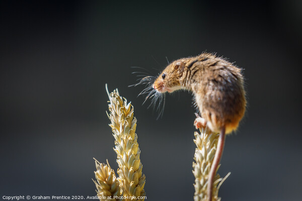 Eurasian harvest mouse (Micromys minutus)  Picture Board by Graham Prentice