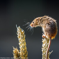 Buy canvas prints of Eurasian harvest mouse (Micromys minutus)  by Graham Prentice