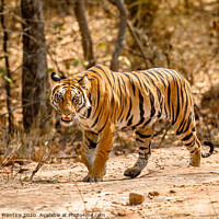 Buy canvas prints of Bengal Tiger Prowling by Graham Prentice