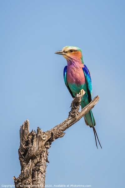 Lilac-breasted roller (Coracias caudatus) Picture Board by Graham Prentice
