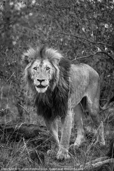 A lion standing on a dry grass field Picture Board by Graham Prentice