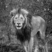 Buy canvas prints of A lion standing on a dry grass field by Graham Prentice