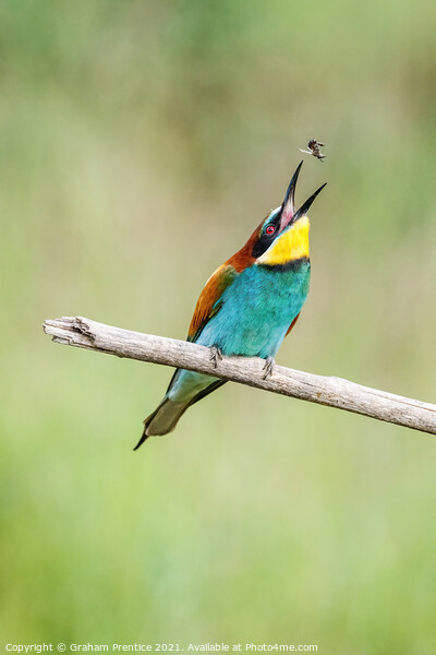 European bee-eater eating a bee Picture Board by Graham Prentice