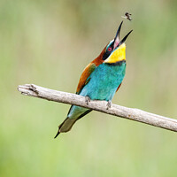 Buy canvas prints of European bee-eater eating a bee by Graham Prentice