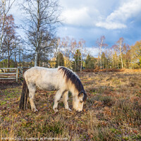 Buy canvas prints of Icelandic Horse Grazing by Graham Prentice