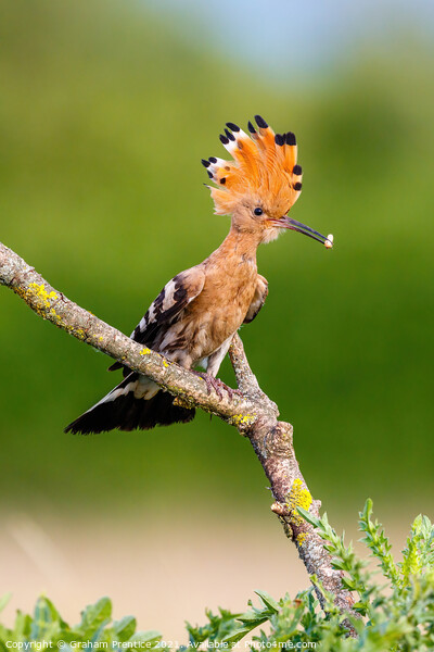 Hoopoe with Raised Crest Picture Board by Graham Prentice