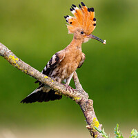 Buy canvas prints of Hoopoe with Raised Crest by Graham Prentice