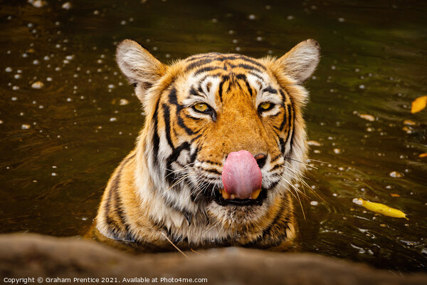 Tiger Drinking Picture Board by Graham Prentice