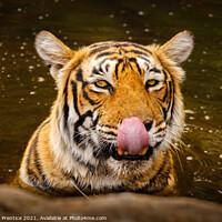 Buy canvas prints of Tiger Drinking by Graham Prentice
