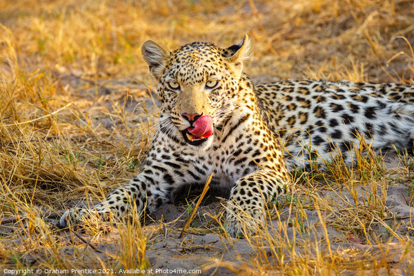 A leopard laying in grass licking her lips Picture Board by Graham Prentice