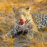 Buy canvas prints of A leopard laying in grass licking her lips by Graham Prentice
