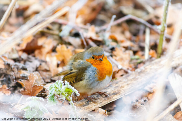 Chilly Robin Picture Board by Graham Prentice