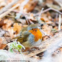 Buy canvas prints of Chilly Robin by Graham Prentice