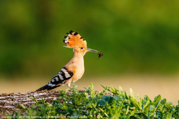 Hoopoe with Catch Picture Board by Graham Prentice