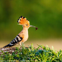 Buy canvas prints of Hoopoe with Catch by Graham Prentice