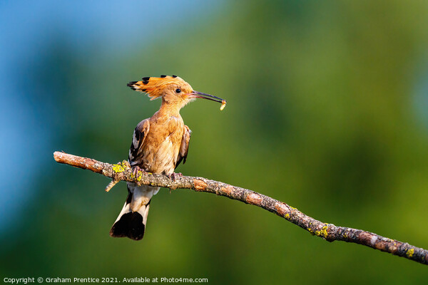 Hoopoe Delivering Grub Picture Board by Graham Prentice