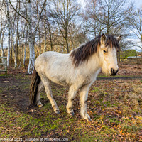 Buy canvas prints of Icelandic Horse by Graham Prentice