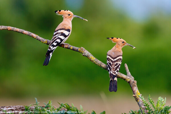 Hoopoes Picture Board by Graham Prentice