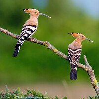 Buy canvas prints of Hoopoes by Graham Prentice