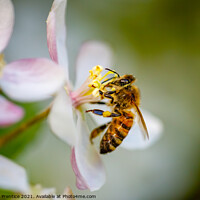 Buy canvas prints of Honey Bee Collecting Pollen by Graham Prentice