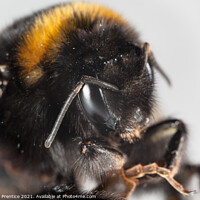 Buy canvas prints of Bumble Bee by Graham Prentice