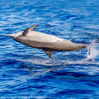 Buy canvas prints of Spinner Dolphin Spinning by Graham Prentice