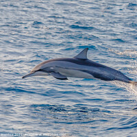 Buy canvas prints of Spinner Dolphin Leaping by Graham Prentice
