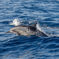 Buy canvas prints of Spinner Dolphin Swimming by Graham Prentice