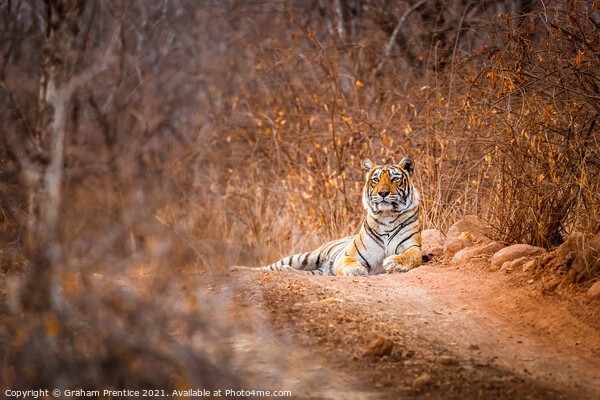 Tiger in the Road Picture Board by Graham Prentice