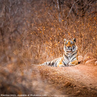 Buy canvas prints of Tiger in the Road by Graham Prentice