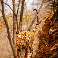 Buy canvas prints of Tiger on the Prowl by Graham Prentice