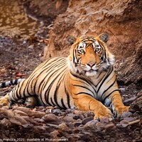 Buy canvas prints of Tiger at Rest by Graham Prentice