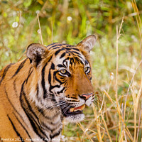 Buy canvas prints of Bengal Tiger by Graham Prentice