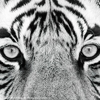 Buy canvas prints of Tiger Eyes by Graham Prentice