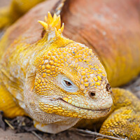 Buy canvas prints of Galapagos Land Iguana by Graham Prentice