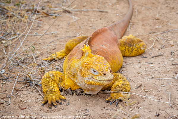 Galapagos Land Iguana Picture Board by Graham Prentice