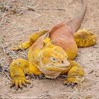 Buy canvas prints of Galapagos Land Iguana by Graham Prentice
