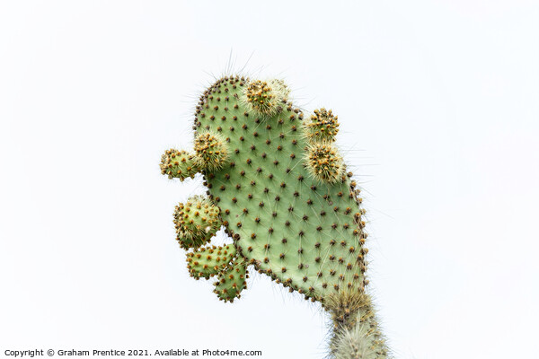 Prickly Pear Picture Board by Graham Prentice