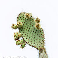 Buy canvas prints of Prickly Pear by Graham Prentice