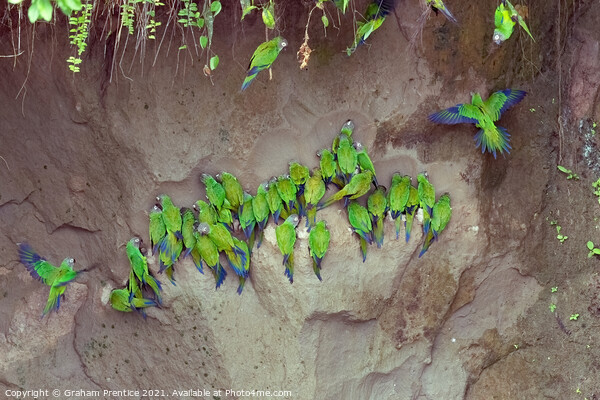 Mealy Parrots on Clay Lick Picture Board by Graham Prentice