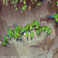 Buy canvas prints of Mealy Parrots on Clay Lick by Graham Prentice