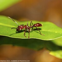 Buy canvas prints of Bullet Ant by Graham Prentice