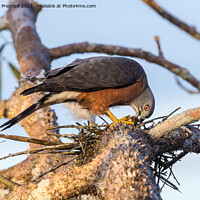 Buy canvas prints of Double Toothed Kite by Graham Prentice