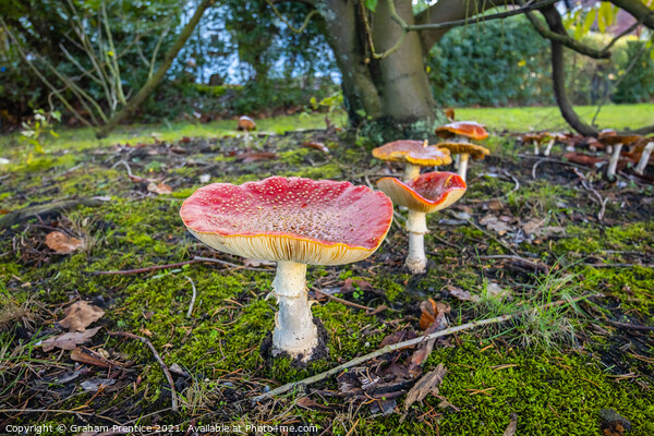 Fly Agaric Toadstools Picture Board by Graham Prentice