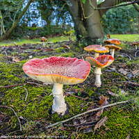 Buy canvas prints of Fly Agaric Toadstools by Graham Prentice