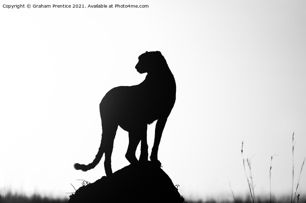 Cheetah Silhouette Picture Board by Graham Prentice
