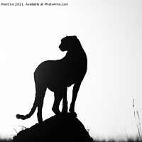 Buy canvas prints of Cheetah Silhouette by Graham Prentice