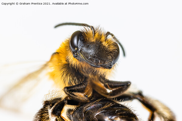 Red Mason Bee Picture Board by Graham Prentice